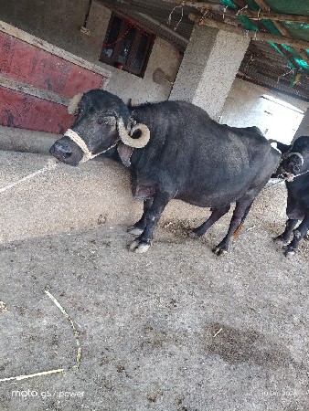 ભેંસ વેચવાની છે બીજું વેતર