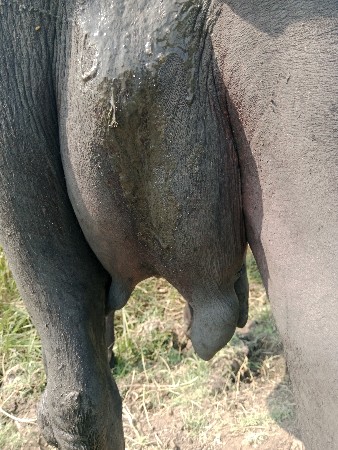 ભેંસ વેચવાની છે