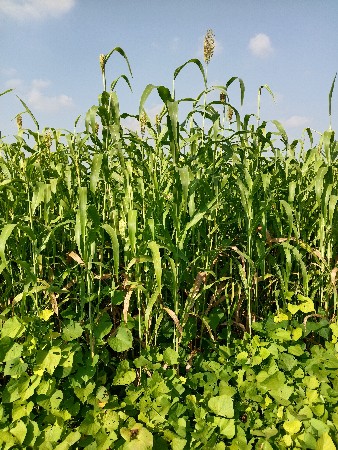જુવારનો ચારો વેચવાનો છે