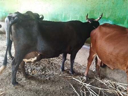 બીજુ વેતર સાવ સોજી