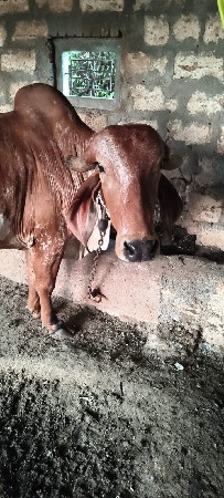વીહાણી ત્રણ મહીના