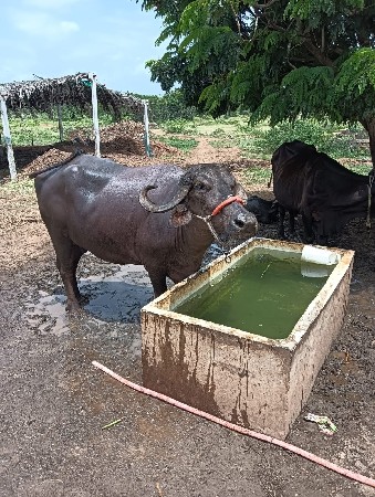 ભેંસ વેચવાની છે