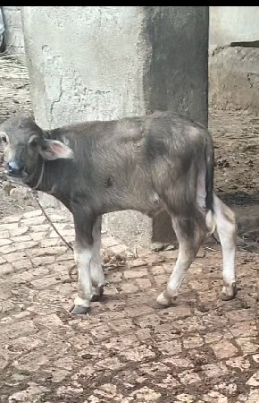 ભેંશ વેચવાની છે