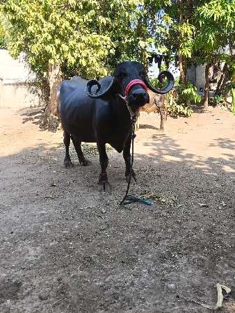 ભેંસ વેચવાની છે
