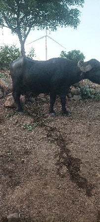 ભેશ