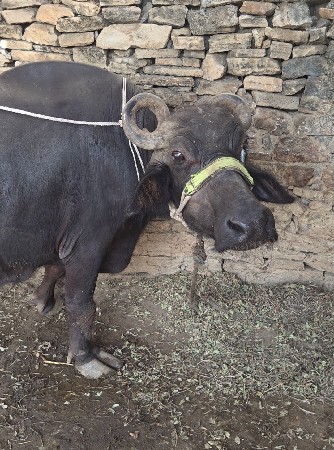 અઢી ત્રણ વર્ષનું ખરેલું વેચવાનું છ