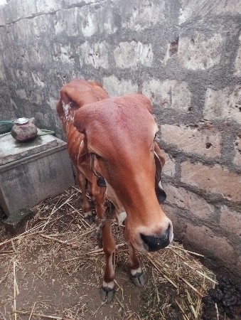 વાછડી