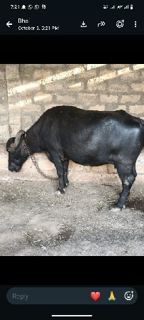 15 કાચી છે.
