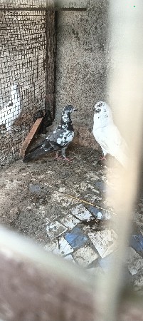 ઉડાન ની જોડી વેચવાની છે