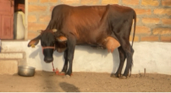 ક્રોસ ગાય આપવાની સે