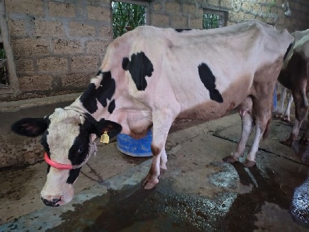 2 ગાય અને 1 વાછડી HF