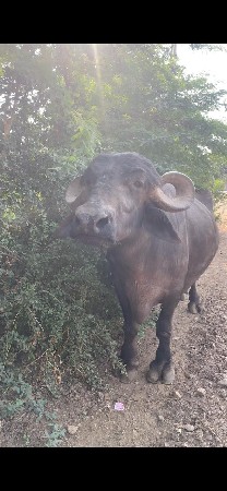 ભેંસ વેચવાની છે