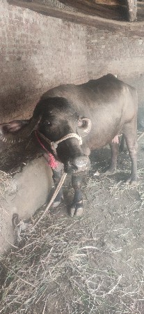 ભેંસ વેસવાની  સે
