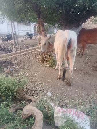 ધોરીહોડકીવેચવાનીછે