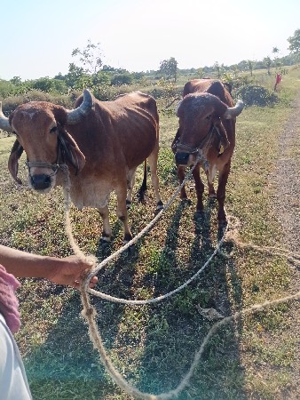 બળદ વેચવાના છે