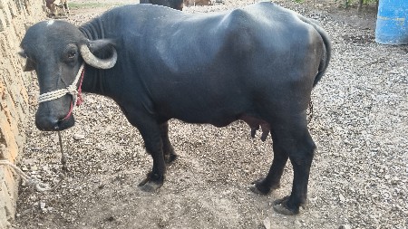 દેવાની