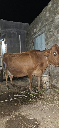 ગાય વેચવાની છે
