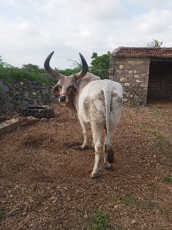 ચાર વાવણી કરલ છે