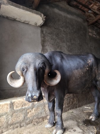 ભેંસ વેચવાની છે