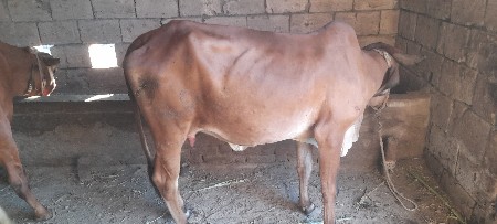 ગાય વેચવાની છે