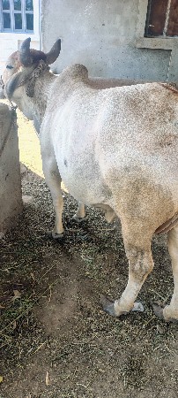 ગાય