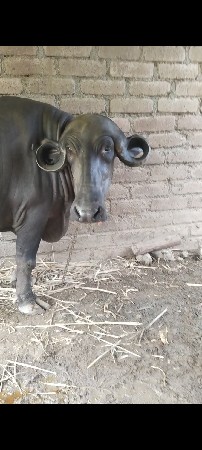 આ ભેંસ વેચવા ની છે