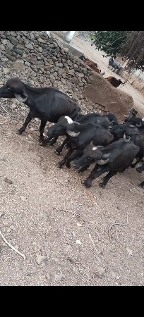 વેશવાના છે
ખડેલા