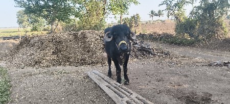 ઠાલી ખડેલી વેચવાની છે