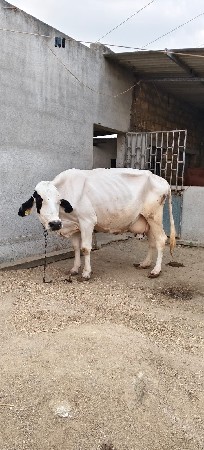 એચએફ ગાય વેચવાની છે