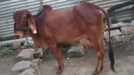 ગાય વેશવાનીછે