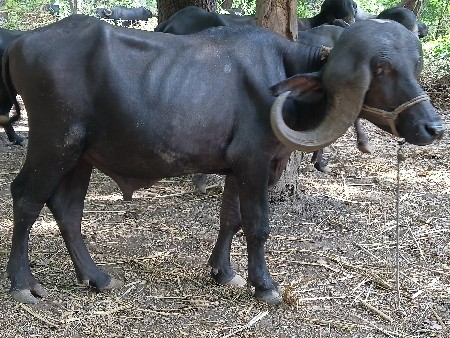પાડો