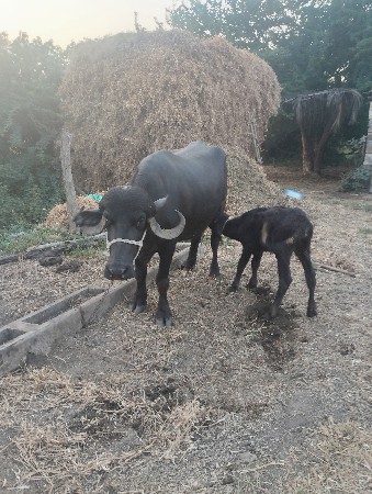 પેલા વેતરનિ ખળેલી વેશવાની છે