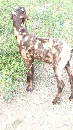 એક બોકડો વેચ વા નો છે