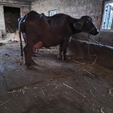 ભેસ વેસવાનિ છે