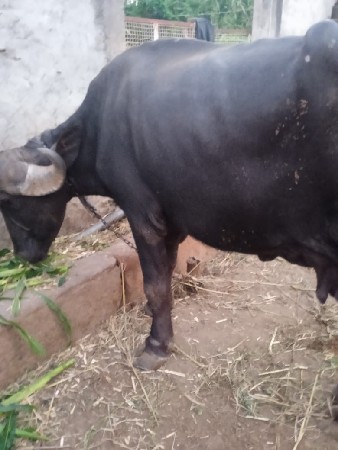 ભેંશ વેચવાની છે