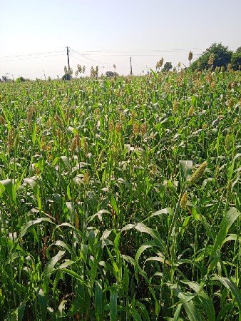 લીલું વેચવાનું છે.