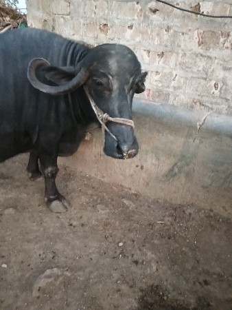 4 વેતર છે