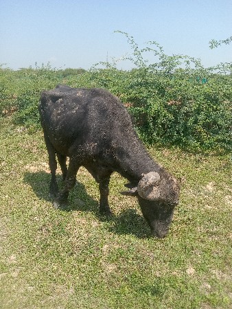ખડેલુ વેચવાનું છે