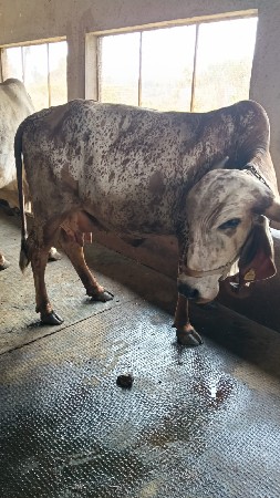 આ ગાય વેચવાની છે