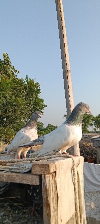 પોરબંદર જિલ્લો