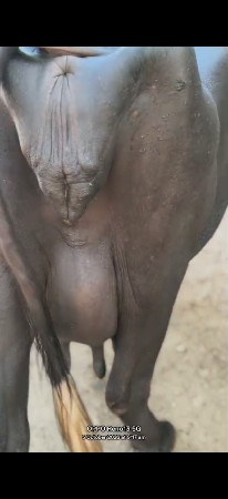4 દિવસ નો વાર છે