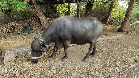 ૨ વેતર. ફૂલ જવાબદારી