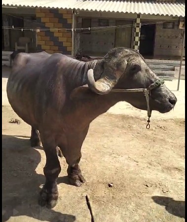 જાફરાબાદી ભેંસ વેચવાની છે