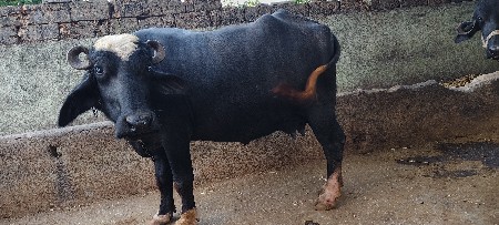 ભેંસ વેસવાની