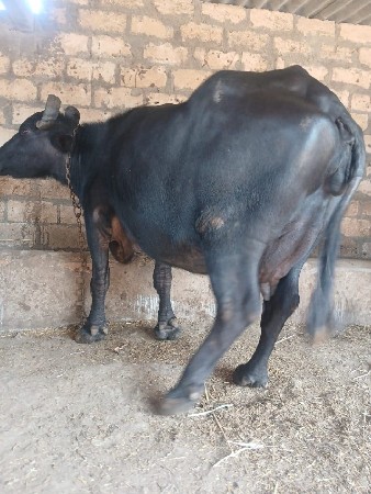 આ.ભેશવેશવાનિછે