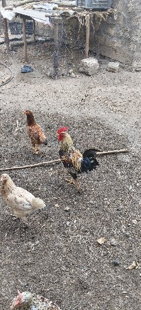 બે મરઘા  વેચવાના છે