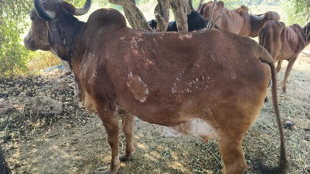 ગાય વેચવાની છે ચાર મહિના ગાભણ