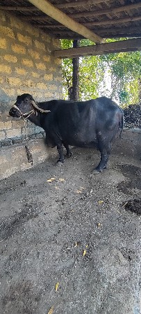 ભેંસ