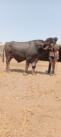 પાડો વેચવા નો છે.
7201045781.