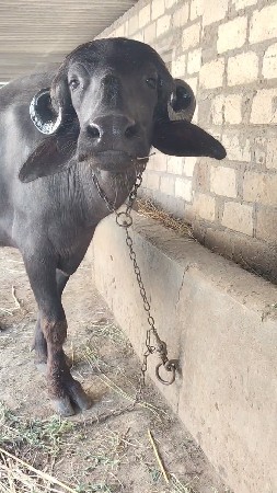 જાફરાબાદી ખળેલી વેચવાની છે